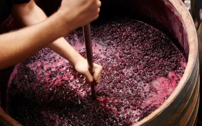 Şarap Nasıl Üretilir?